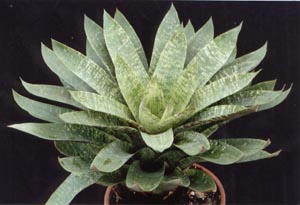 Vriesea Gigantea